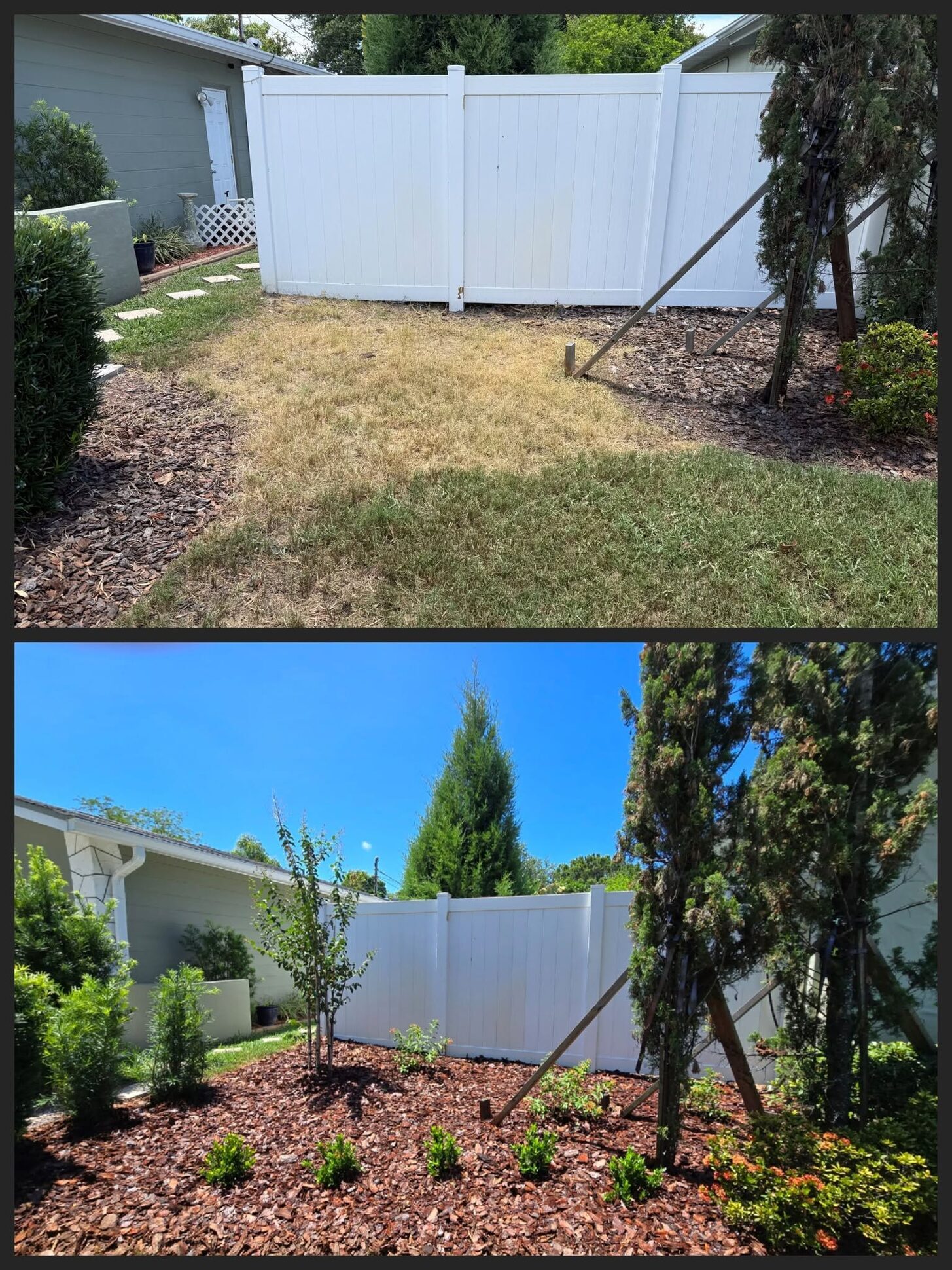 Before and after: a dead-grass corner becomes a green privacy screen along a vinyl fence line