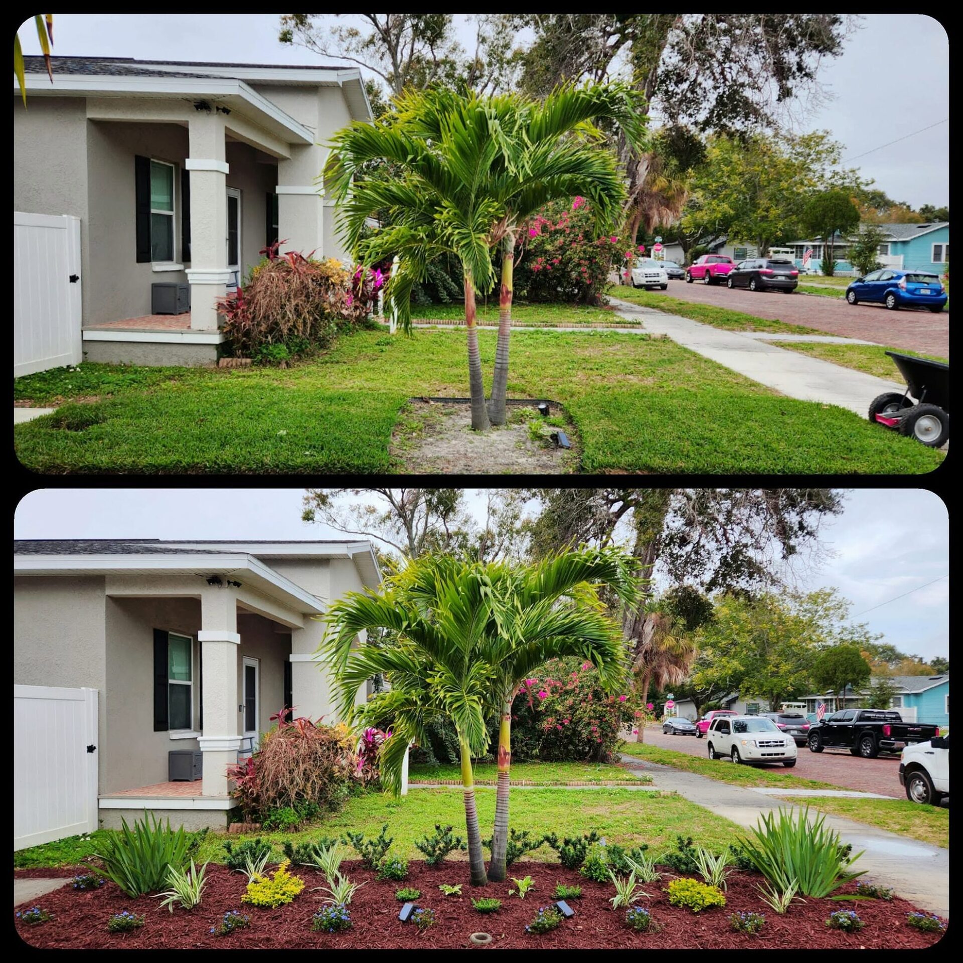 Before and after: a bare front-yard turf strip becomes a mulched bed with a new palm and groundcover